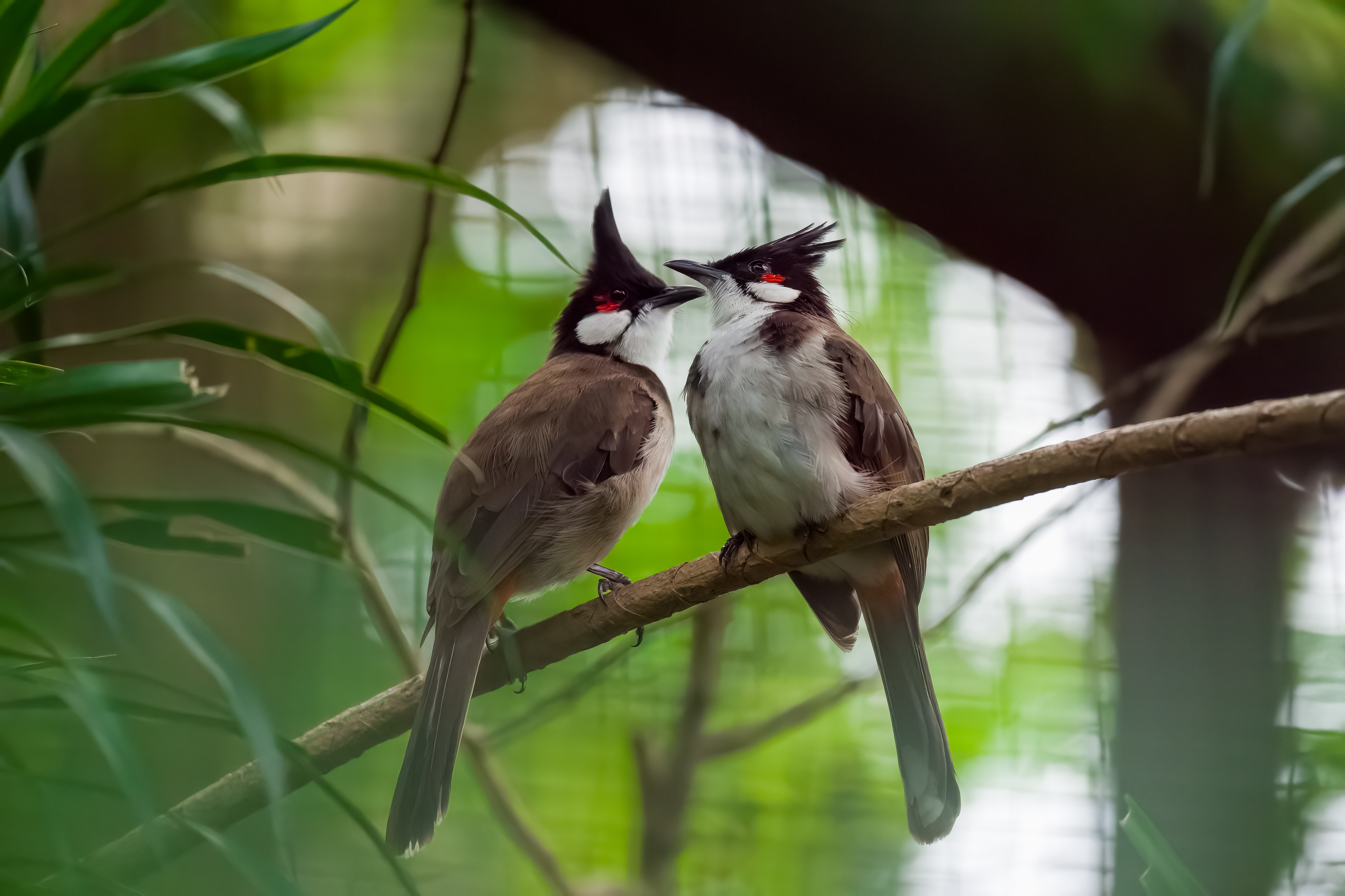 Two birds perched together on a branch photographed by Zairul Puad
