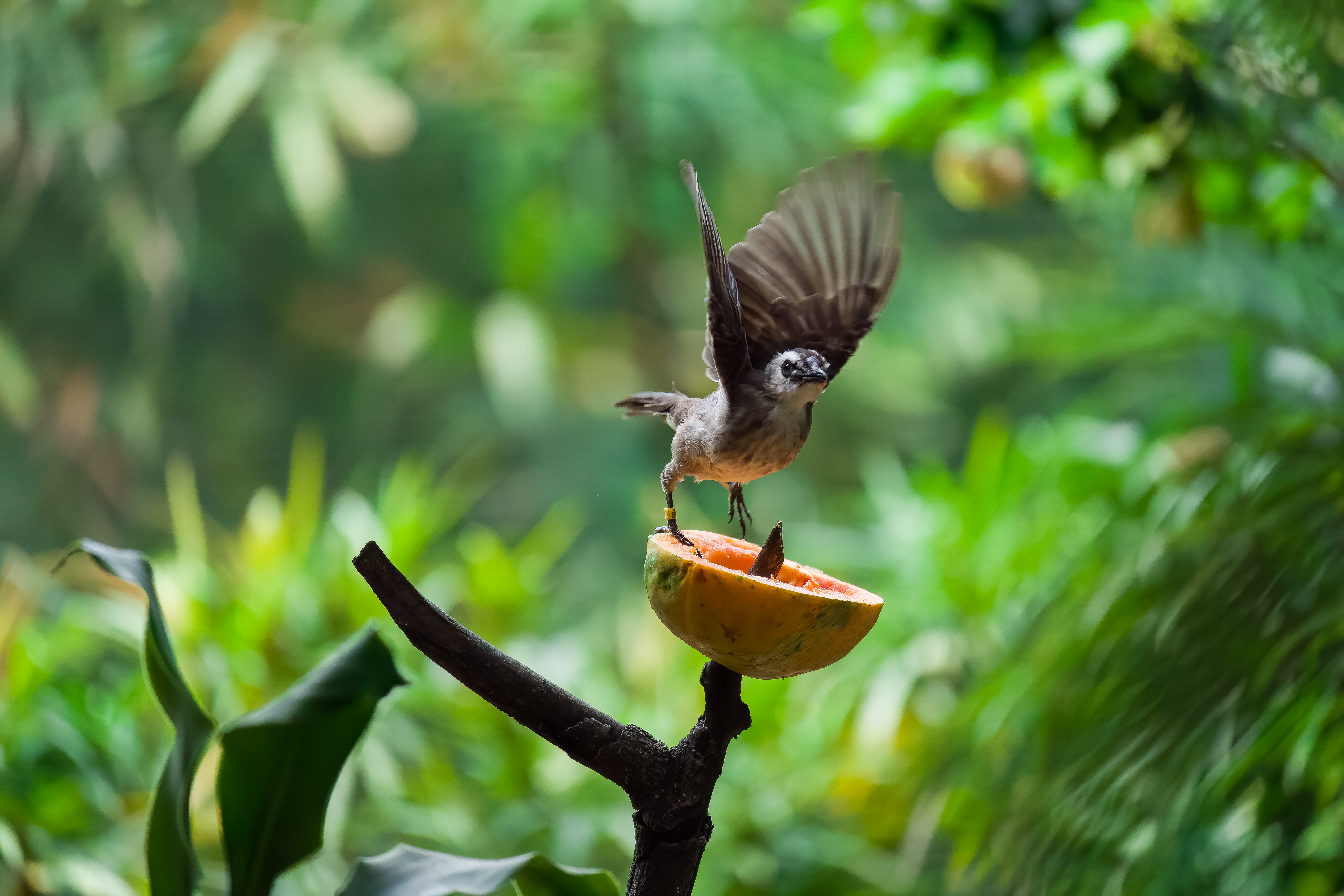 Bird lifting its wings from a feeding perch photographed by Zairul Puad