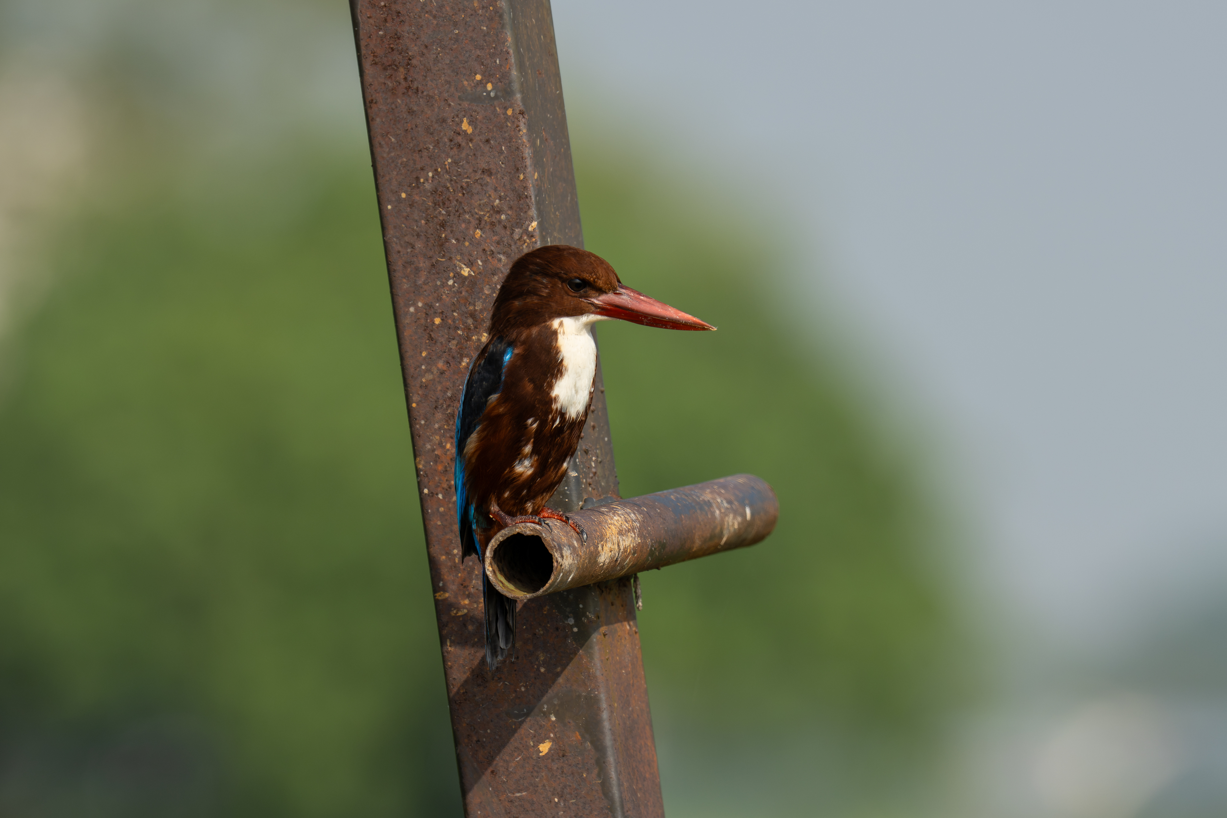 Kiah Ng bird photograph 01, captured with Sony FE 400mm F4.5 GM OSS