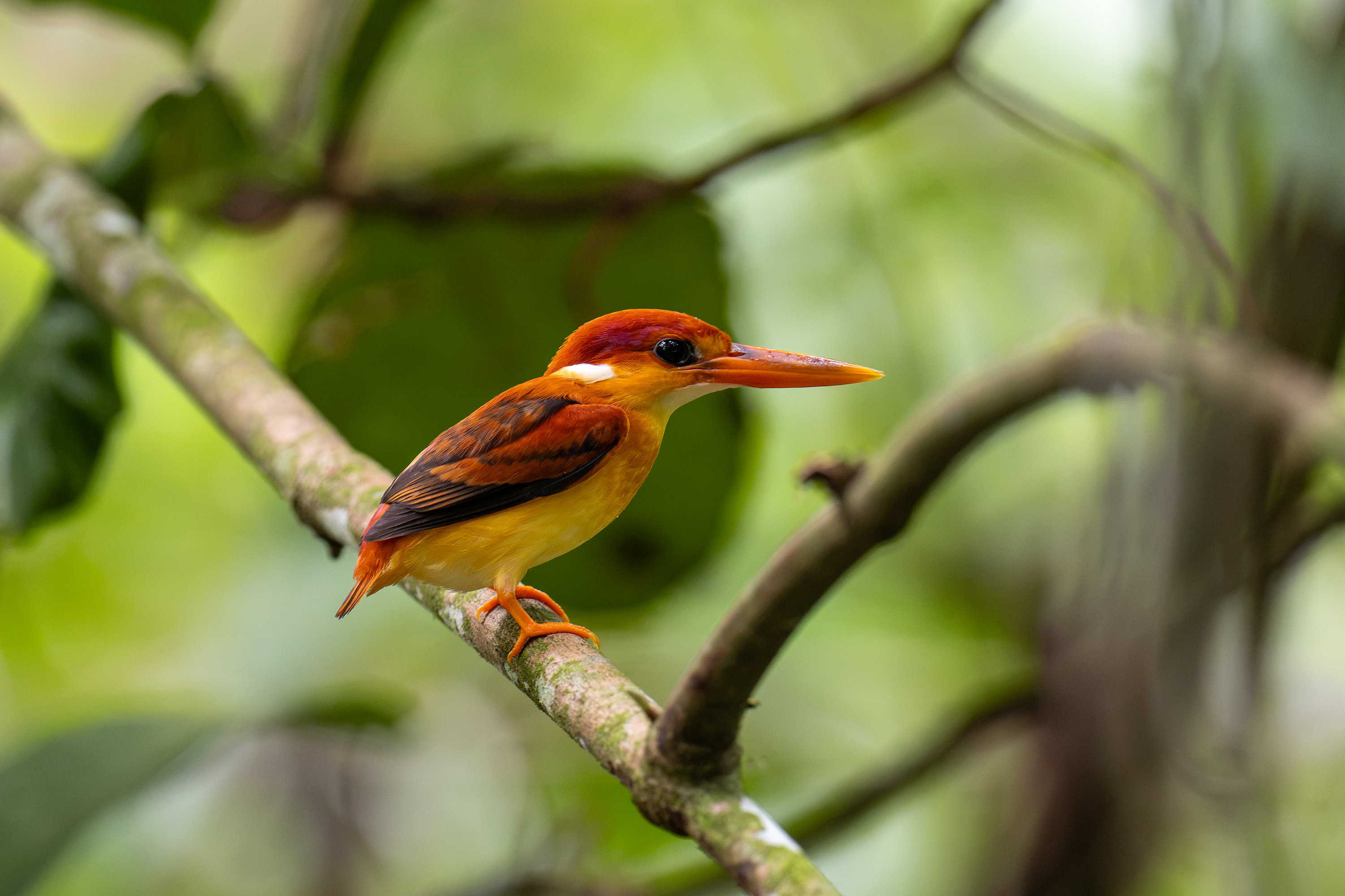 Kiah Ng bird photograph 03, captured with Sony FE 400mm F4.5 GM OSS