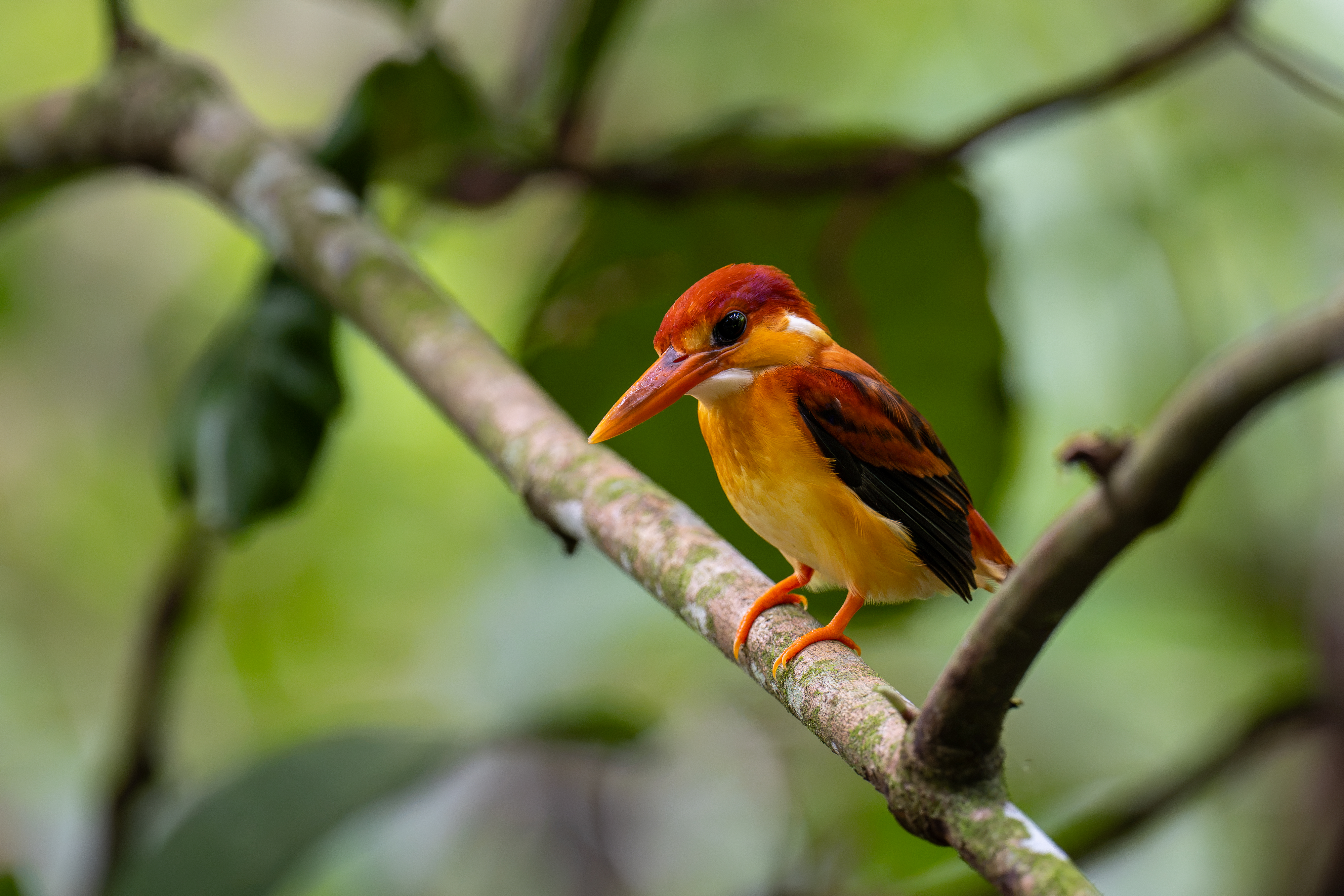 Kiah Ng bird photograph 04, captured with Sony FE 400mm F4.5 GM OSS