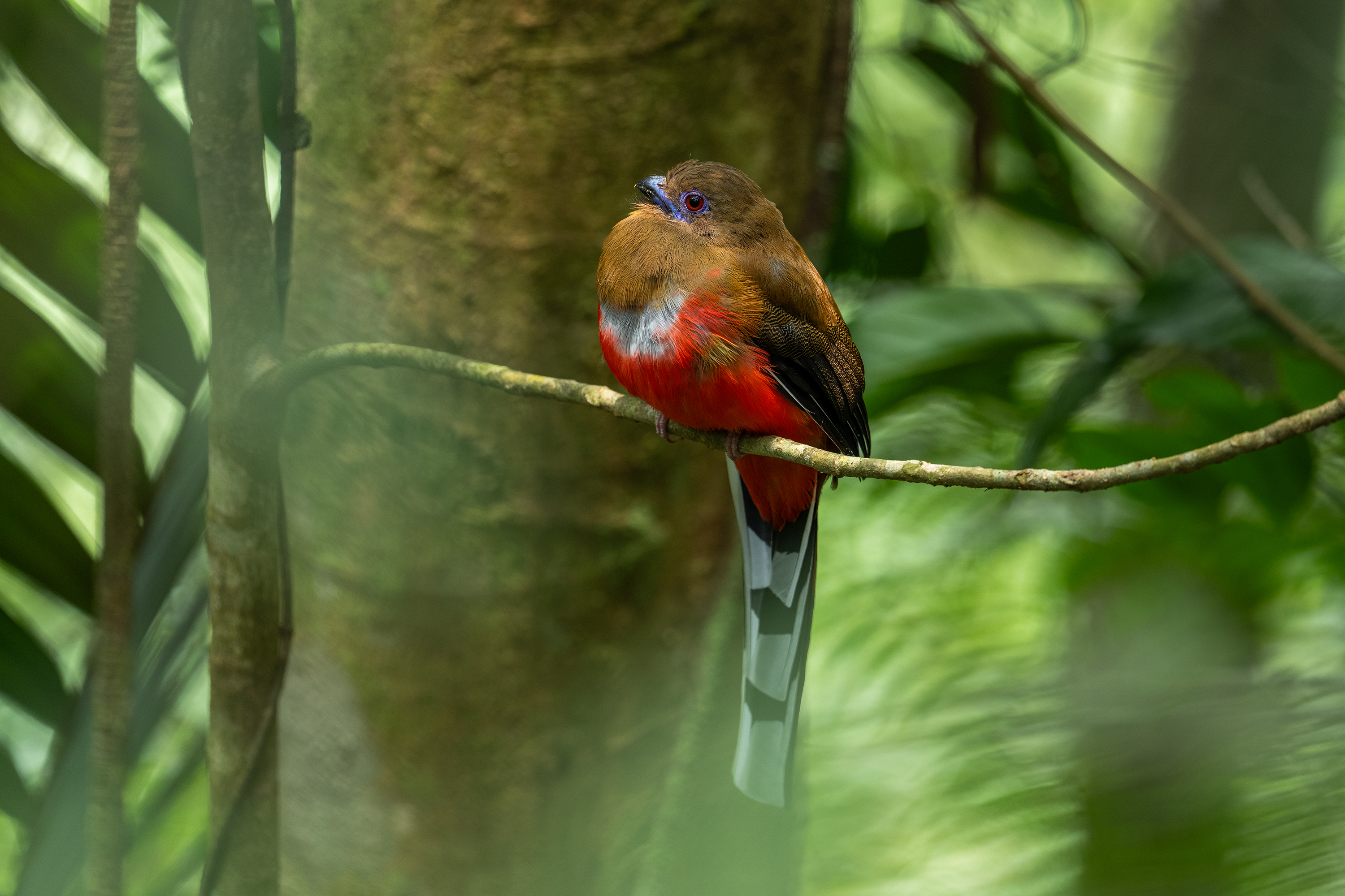 Kiah Ng bird photograph 05, captured with Sony FE 400mm F4.5 GM OSS