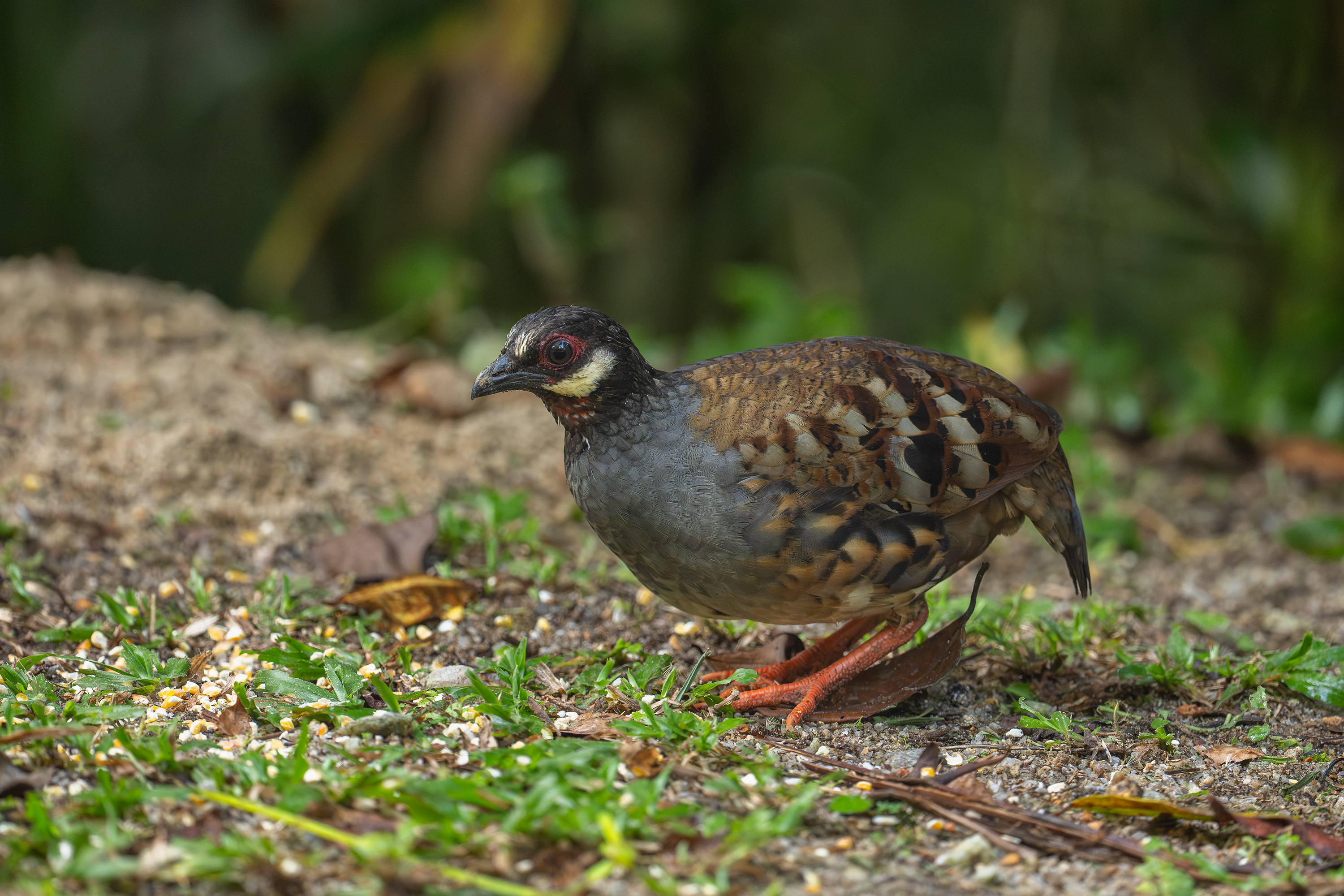 Kiah Ng bird photograph 06, captured with Sony FE 400mm F4.5 GM OSS
