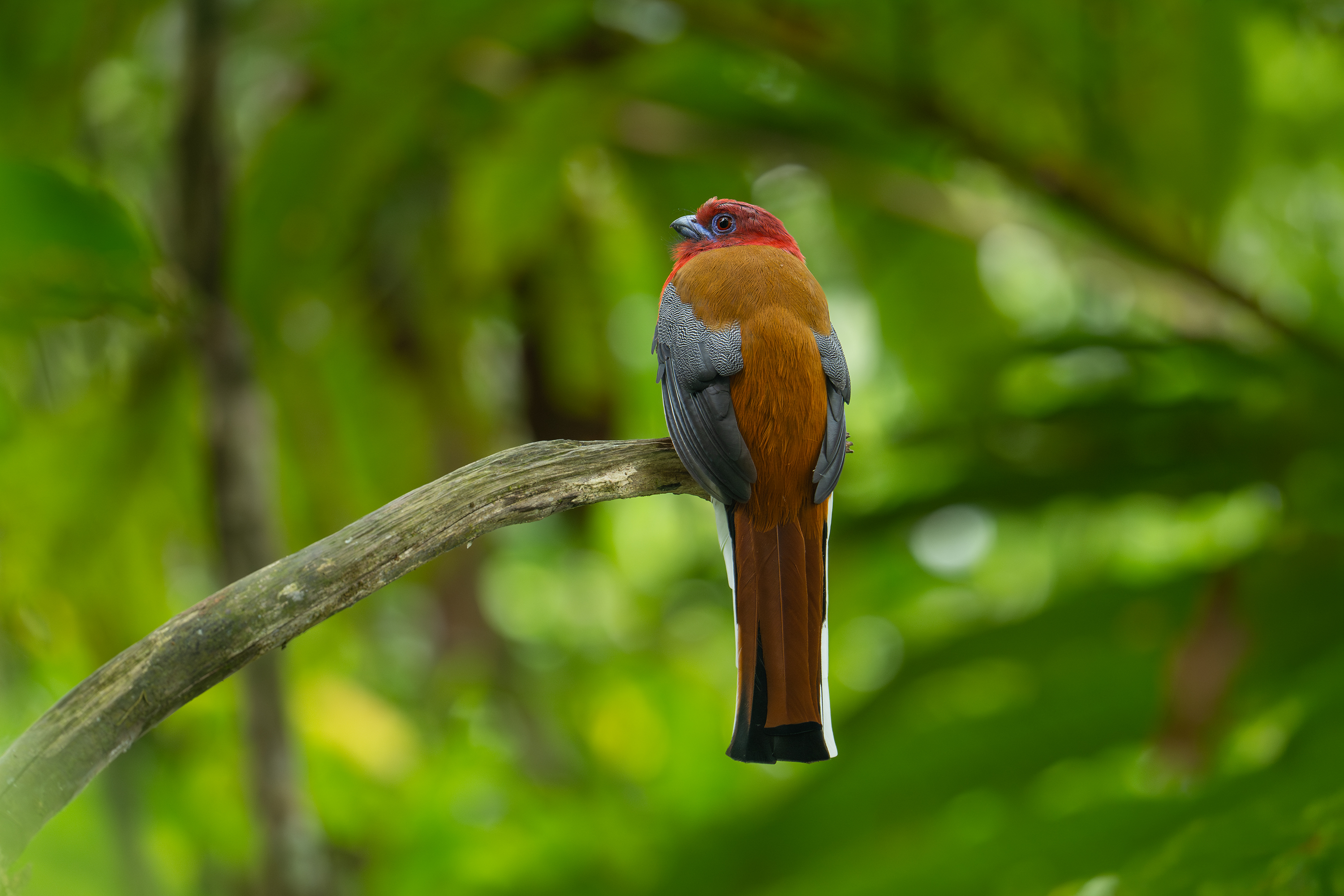 Kiah Ng bird photograph 07, captured with Sony FE 400mm F4.5 GM OSS and SEL14TC teleconverter